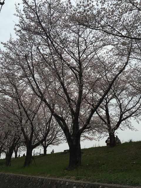 川原の桜は、週末見頃ですね。