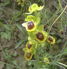 Orchis lutea