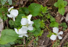 White woodland violets