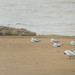 Sleepy Grey-headed Gulls and Caspian Terns