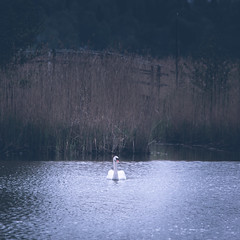 Mute Swan