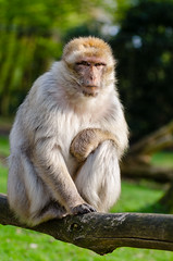 Anglų lietuvių žodynas. Žodis monkeys reiškia beždžionės lietuviškai.