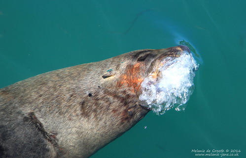 Seal Blowing Bubbles