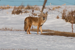December 20, 2015 - A watchful Coyote in Thornton. (Tony's Takes)