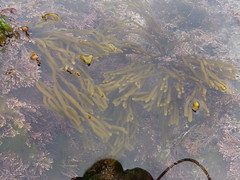 Anglų lietuvių žodynas. Žodis alga reiškia n (pl algae ) jūros dumbliai lietuviškai.