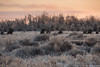 Icy Shrubs • <a style="font-size:0.8em;" href="http://www.flickr.com/photos/65051383@N05/25972618121/" target="_blank">View on Flickr</a>