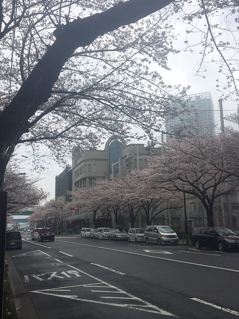 晴海総合高校前の桜並木が満開です。パーク...