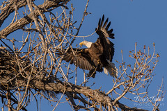 Bald Eagle brings rabbit to its nest - sequence - 11 of 13