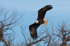 Bald Eagle in flight. Fort Collins, Colorado.