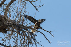 Bald Eagles copulating sequence - 26 of 28