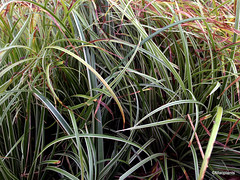 Carex 'Silver Sceptre'