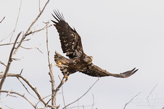 Juvenile Bald Eagle struggles to land - 2 of 27