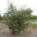 Quercus geminata