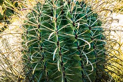 A fishhook barrel cactus.