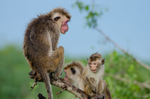 Toque Macaque Family