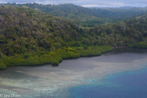 mangroves seagrass and coral reef