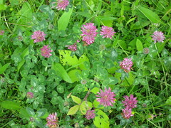 Red Clover • <a style="font-size:0.8em;" href="http://www.flickr.com/photos/27734467@N04/26627610886/" target="_blank">View on Flickr</a>