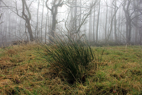 Wald im Nebel (08) • <a style="font-size:0.8em;" href="http://www.flickr.com/photos/69570948@N04/24969337919/" target="_blank">Auf Flickr ansehen</a>