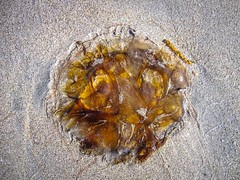 So is this a puddle of jellyfish or not??