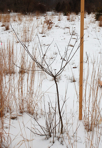 Oikos Oak, Planted 2012 <a style="margin-left:10px; font-size:0.8em;" href="http://www.flickr.com/photos/91915217@N00/24488353524/" target="_blank">@flickr</a>
