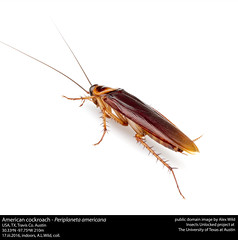 Anglų lietuvių žodynas. Žodis american cockroach reiškia amerikos tarakonas lietuviškai.