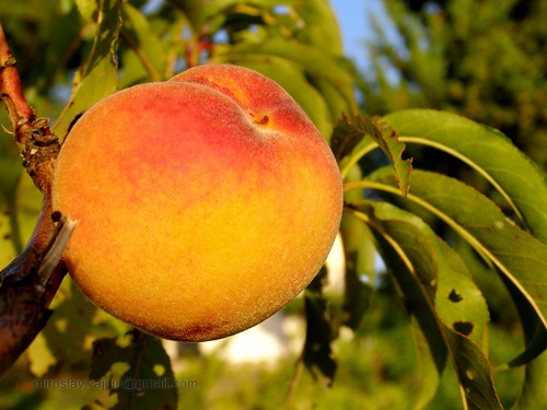 Peach, From FlickrPhotos