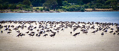 Birds on Golden Bay