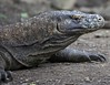 49 Komodo Island, Indonesia 2016 • <a style="font-size:0.8em;" href="http://www.flickr.com/photos/36838853@N03/25266014093/" target="_blank">View on Flickr</a>