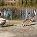 Brown pelicans at Gluf Shores