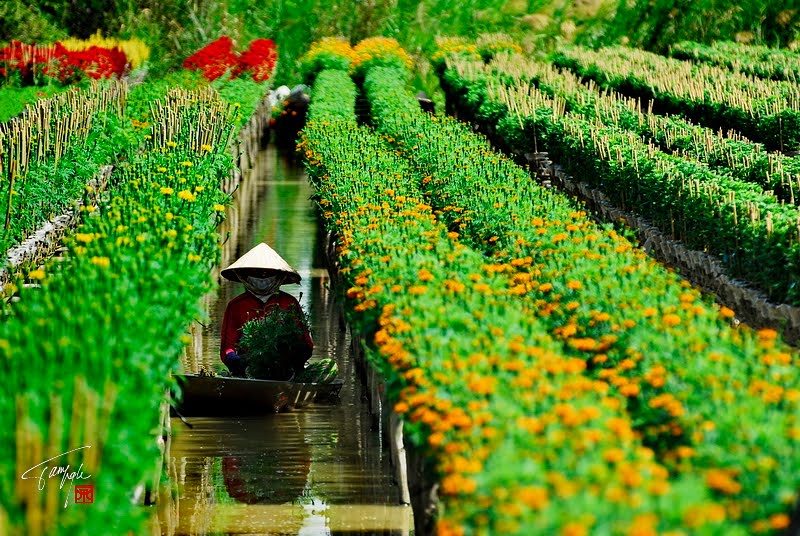 Làng hoa Thái Phiên
