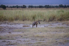 Anglų lietuvių žodynas. Žodis hyena reiškia n hiena lietuviškai.