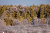 Birch Trees • <a style="font-size:0.8em;" href="http://www.flickr.com/photos/65051383@N05/25436441293/" target="_blank">View on Flickr</a>