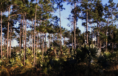 Bahamas 1988 (249) New Providence: Bahamian Pine Forest • <a style="font-size:0.8em;" href="http://www.flickr.com/photos/69570948@N04/24044731815/" target="_blank">Auf Flickr ansehen</a>
