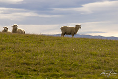 Sheep on the road Southland