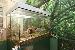 Kröten, Schlangen & Co @ Naturkundemuseum