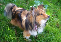 Anglų lietuvių žodynas. Žodis shetland sheepdog reiškia šetlando aviganis lietuviškai.