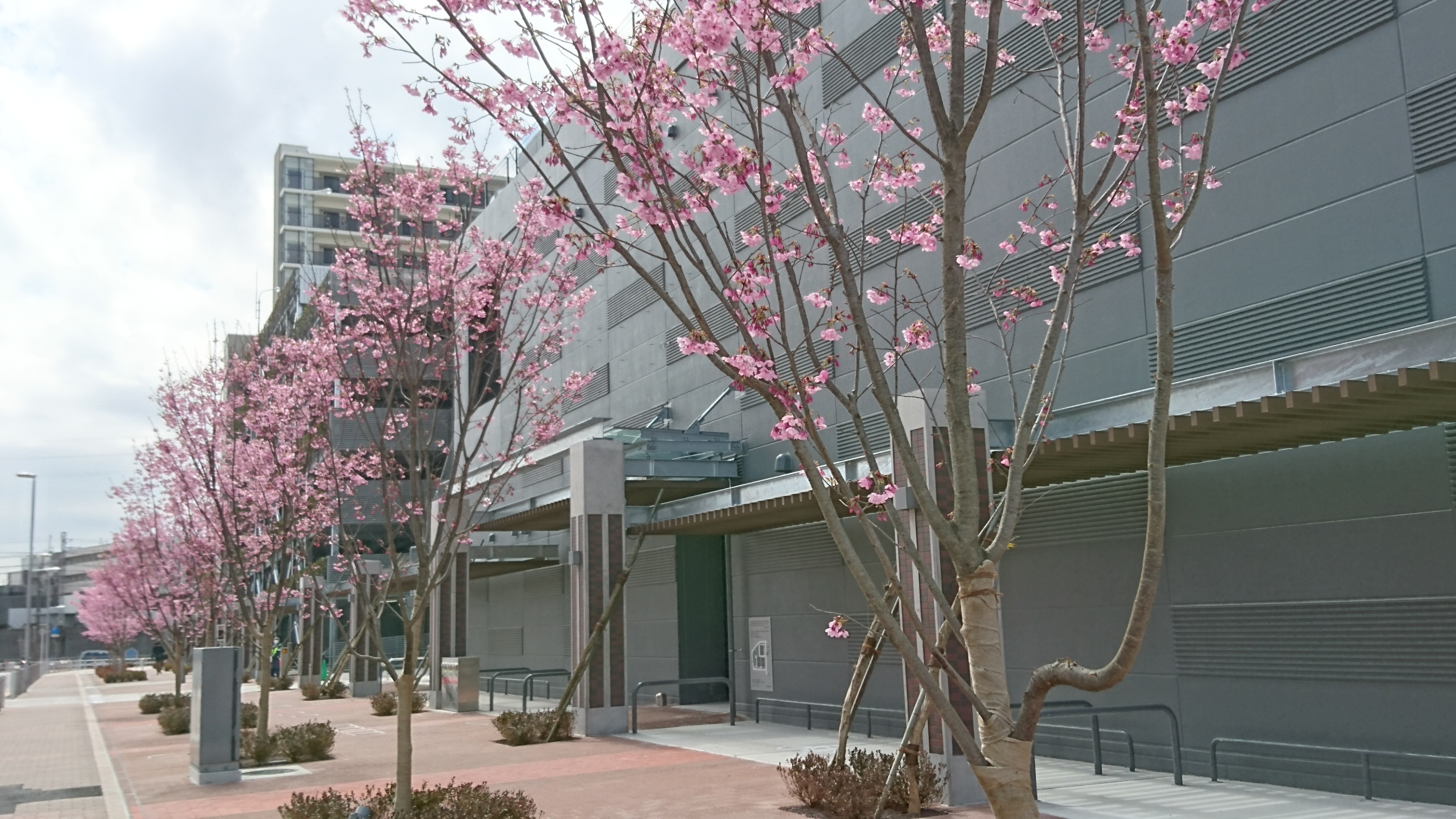 レジ棟前の桜並木。