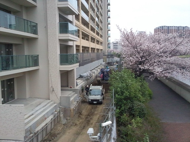 北赤羽駅への道も間断なく桜があってこの時...