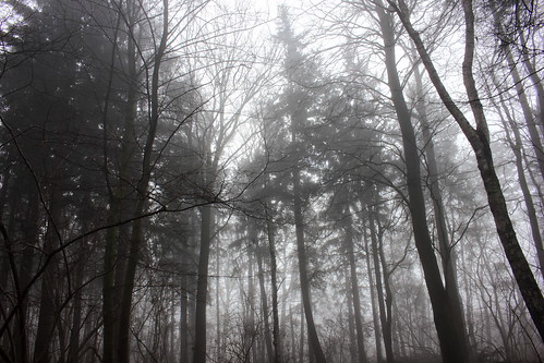 Wald im Nebel (15) • <a style="font-size:0.8em;" href="http://www.flickr.com/photos/69570948@N04/25245132791/" target="_blank">Auf Flickr ansehen</a>