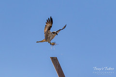 Male Osprey tosses grass toward its nest - Sequence - 4 of 19