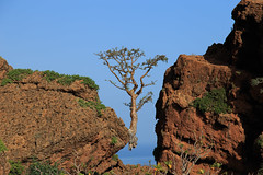 Frankincense tree, above Rosh, Socotra, Yemen