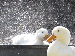 ducks taking a bath • <a style="font-size:0.8em;" href="http://www.flickr.com/photos/72892197@N03/24877305969/" target="_blank">View on Flickr</a>