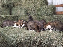 Big Red Barn cats enjoying a meal • <a style="font-size:0.8em;" href="http://www.flickr.com/photos/72892197@N03/24877313789/" target="_blank">View on Flickr</a>