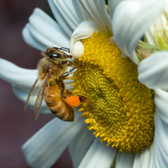 Honey Bee - Apis