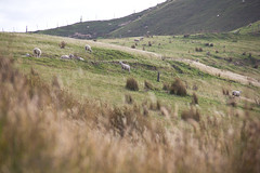 Sheeps on Cable Bay