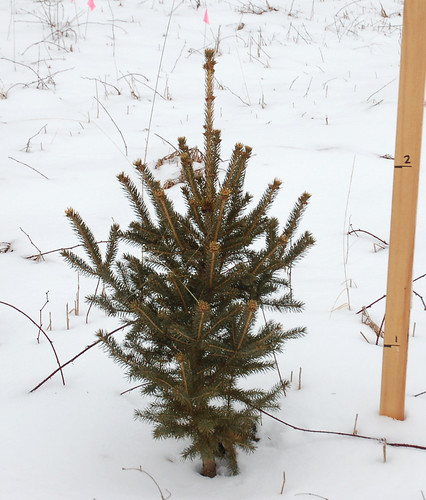 Spruce or Fir Seedling, Planted 2012? <a style="margin-left:10px; font-size:0.8em;" href="http://www.flickr.com/photos/91915217@N00/24823324140/" target="_blank">@flickr</a>