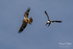 Bald Eagles battle for breakfast - Sequence - 39 of 42