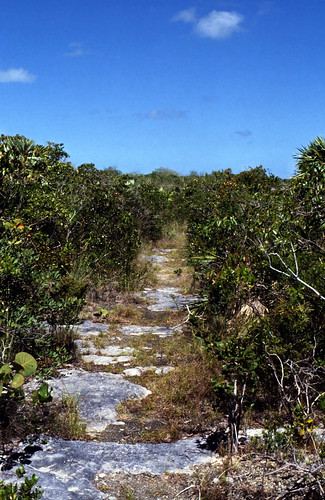 Bahamas 1989 (744) Long Island: Adderley's Plantation • <a style="font-size:0.8em;" href="http://www.flickr.com/photos/69570948@N04/25891507300/" target="_blank">Auf Flickr ansehen</a>