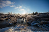 Icy Marsh • <a style="font-size:0.8em;" href="http://www.flickr.com/photos/65051383@N05/26039544505/" target="_blank">View on Flickr</a>