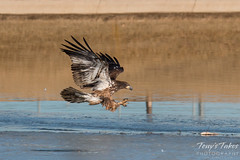 Juvenile Bald Eagle. Fort Collins, Colorado.